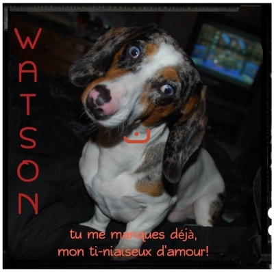 Voici Watson_1